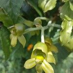 Catasetum maculatum फूल