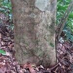 Dialium bipindense Rinde