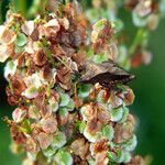 Rumex crispus Φρούτο