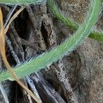 Allium subvillosum Folio