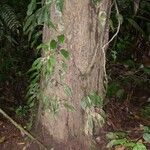 Erythrina cochleata പുറംതൊലി