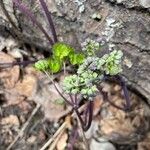 Thalictrum dioicum Hoja