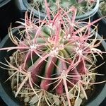 Ferocactus pilosus Ліст