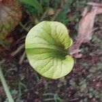 Sarracenia flava Blad