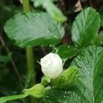 Rubus fruticosusBlodyn