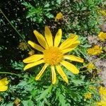 Euryops chrysanthemoidesKwiat