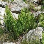 Dryopteris villarii Fulla