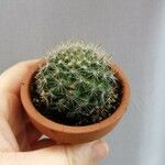 Mammillaria barbata Leht