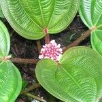 Miconia platyphylla Muu