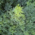 Eleutherococcus sieboldianus Hoja