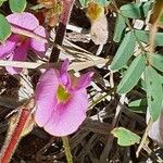 Tephrosia subtriflora Floare