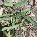 Papaver atlanticum Leaf