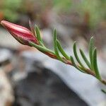 Fumana procumbens Habit