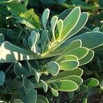 Hertia cheirifolia List
