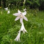 Paradisea liliastrum Flower