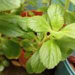 Plectranthus ornatus Leaf