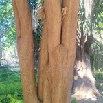 Meryta denhamii Corteza