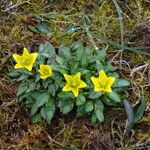 Saxifraga hirculus Žiedas