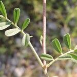 Indigofera miniata Hàbitat