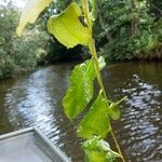 Potamogeton lucens Leaf