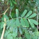 Tephrosia noctiflora Feuille