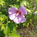 Hibiscus syriacusFlower