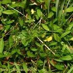 Saxifraga hirculus Other