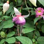 Fuchsia spp. ശീലം