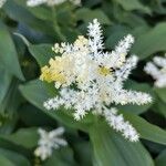 Maianthemum racemosum Flor
