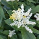 Maianthemum racemosum Blüte