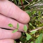 Stellaria alsine Blad