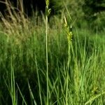 Carex pallescens 整株植物