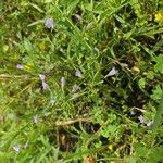 Clinopodium glabellum Flower