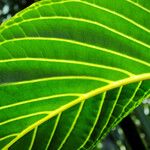 Sanchezia oblonga Leaf