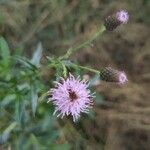 Cirsium arvenseᱵᱟᱦᱟ