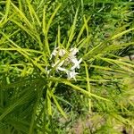 Amsonia hubrichtii Flower