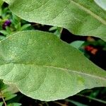 Verbascum thapsus Blad