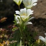 Limnanthes douglasii Habit