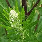 Artemisia vulgaris फूल