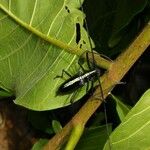 Ficus popenoei Other