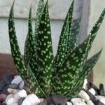 Aristaloe aristataLehti