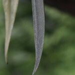 Octomeria grandiflora Rusk