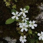 Saxifraga petraea