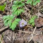 Hydrophyllum capitatum Blomst