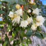 Syzygium australe Flor