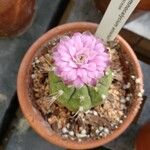 Gymnocalycium anisitsii Flor