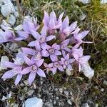 Gentianella ramosa Flor