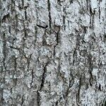 Fraxinus excelsior 樹皮
