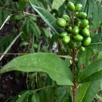 Ligustrum vulgare Gyümölcs