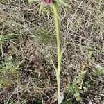 Tragopogon crocifolius 花